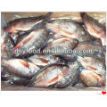 Frozen Black Tilapia Fish